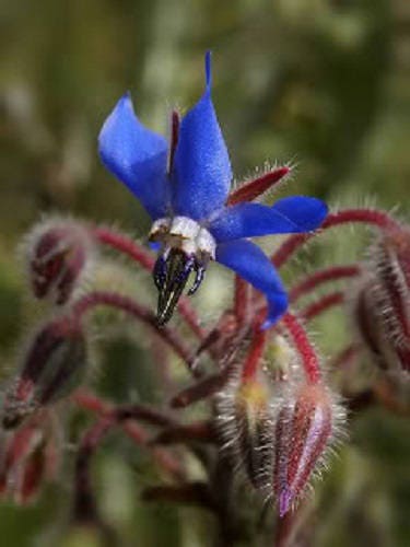100 Blue Star BORAGE HERB Borago Officinalis Flower Seeds