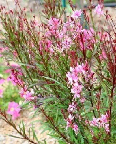 100 Pink GAURA WHIRLING BUTTERFLIES Gaura Biennis Flower Seeds