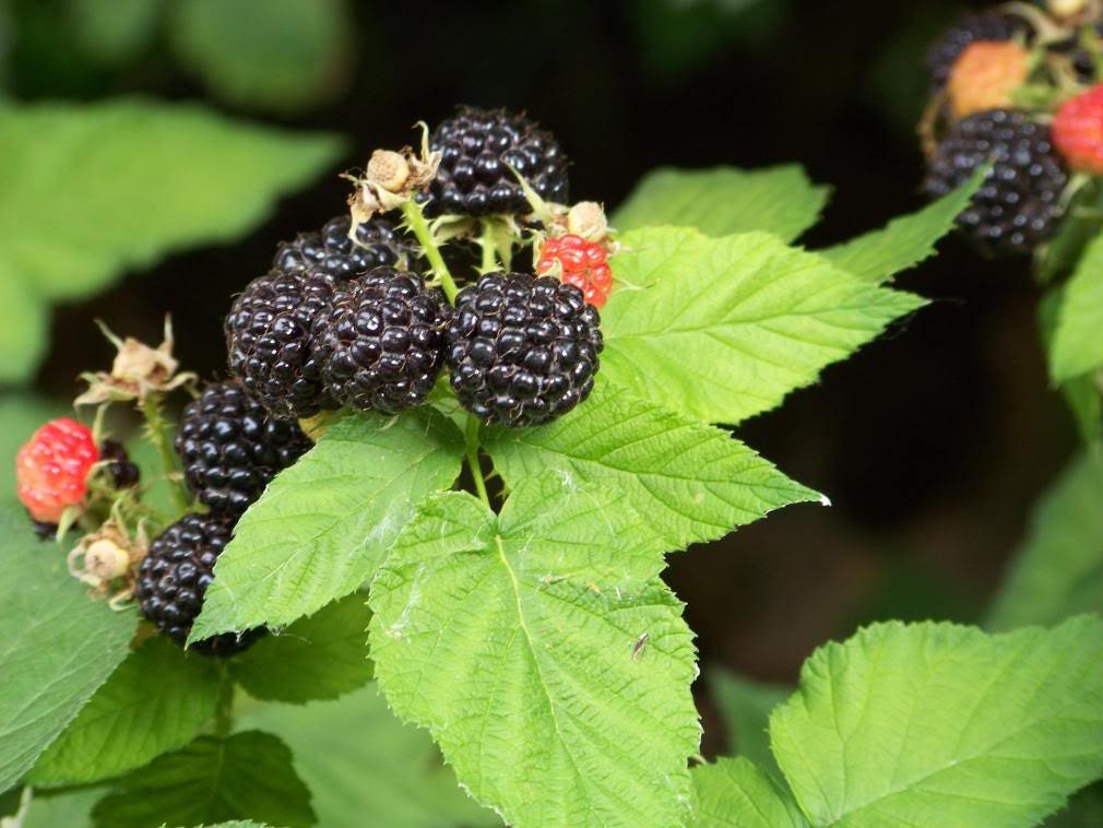 100 BLACKBERRY Fruit Bush Rubus Allegheniensis Seeds