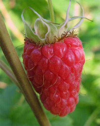 100 RED RASPBERRY Rubus Idaeus Fruit Bush Vine Seeds