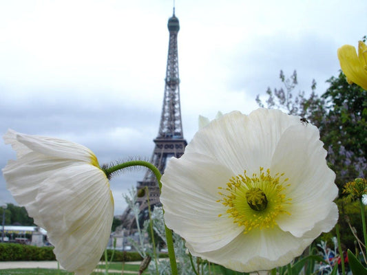 250 PERSIAN WHITE POPPY Papaver Somniferum Flower Seeds