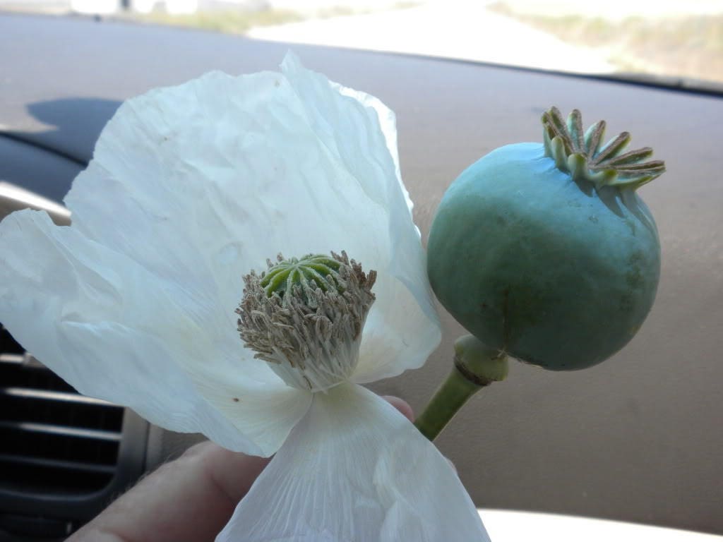 250 PERSIAN WHITE POPPY Papaver Somniferum Flower Seeds