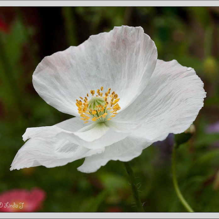 250 PERSIAN WHITE POPPY Papaver Somniferum Flower Seeds