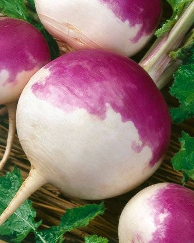 3000 PURPLE Top WHITE Globe TURNIP Brassica Rapa Vegetable Seeds