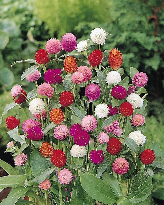 50 GLOBE AMARANTH MIX Gomphrena Globosa Mixed Colors Amaranthus Flower Seeds