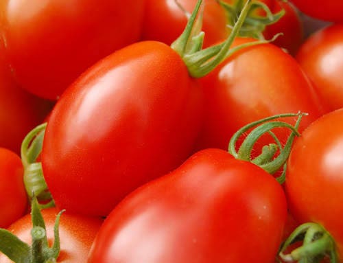500 ITALIAN ROMA TOMATO Lycopersicon Lycopersicum Fruit Vegetable Seeds