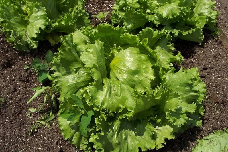 3000 ICEBERG HEAD LETTUCE Lactuca Sativa Vegetable Seeds