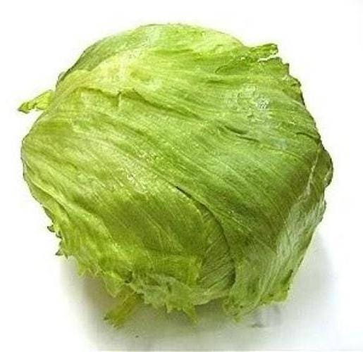 3000 ICEBERG HEAD LETTUCE Lactuca Sativa Vegetable Seeds
