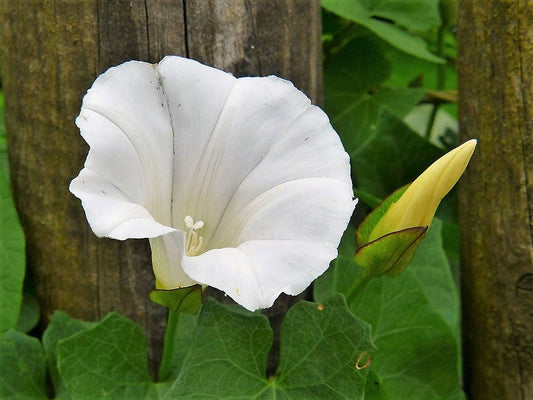 50 MOONFLOWER MORNING GLORY White Moon Flower Ipomoea Alba Flower Vine Seeds