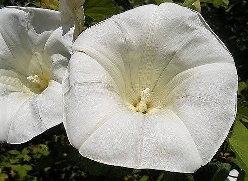 50 MOONFLOWER MORNING GLORY White Moon Flower Ipomoea Alba Flower Vine Seeds