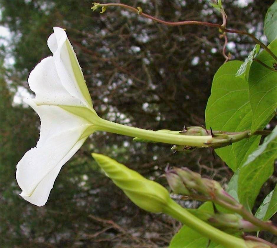 50 MOONFLOWER MORNING GLORY White Moon Flower Ipomoea Alba Flower Vine Seeds