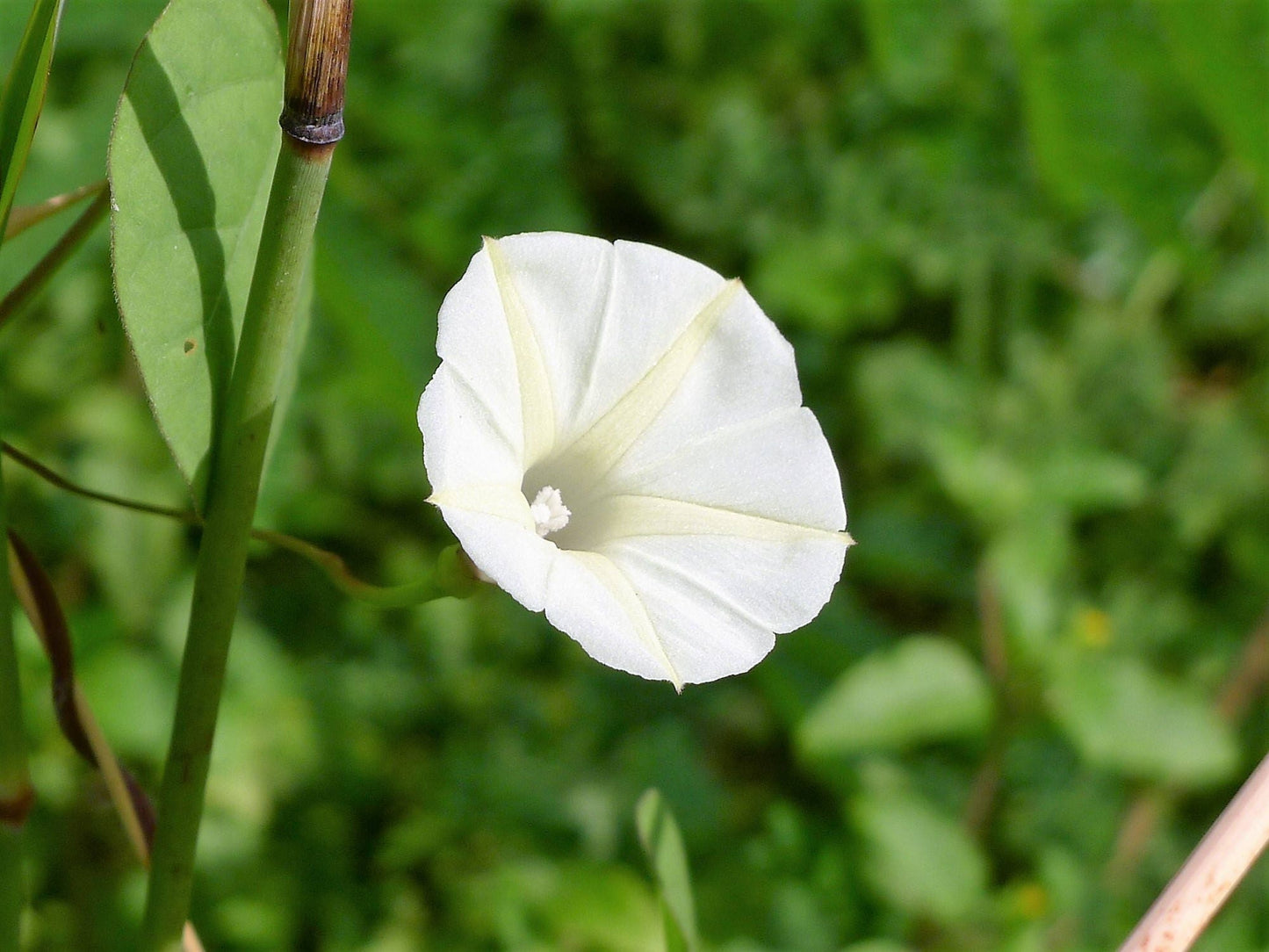 50 MOONFLOWER MORNING GLORY White Moon Flower Ipomoea Alba Flower Vine Seeds
