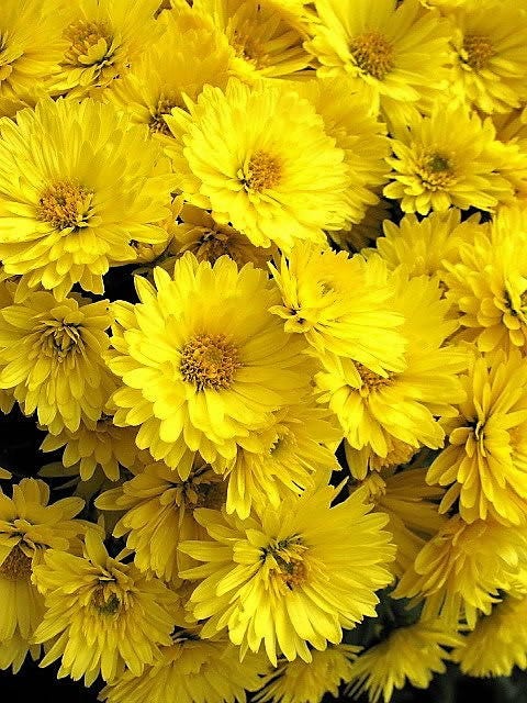 500 YELLOW CHRYSANTHEMUM Morifolium Flower Seeds