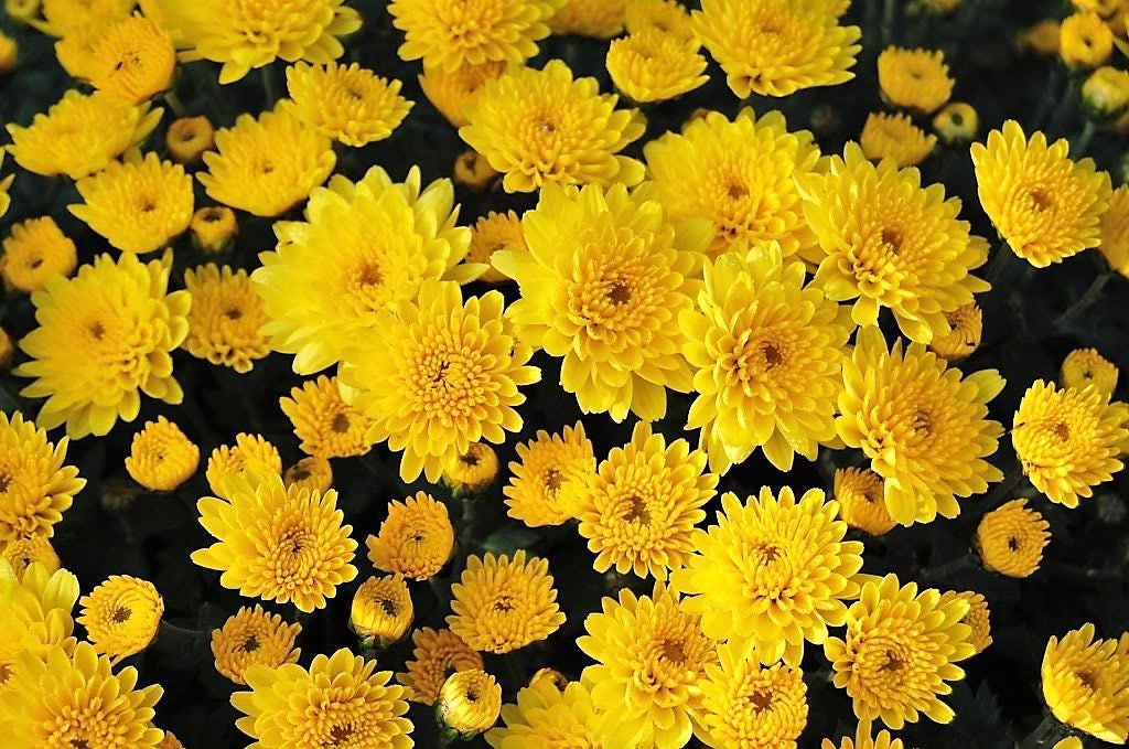 500 YELLOW CHRYSANTHEMUM Morifolium Flower Seeds