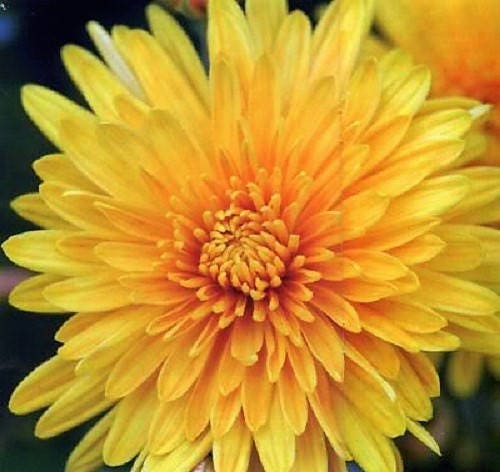 500 YELLOW CHRYSANTHEMUM Morifolium Flower Seeds