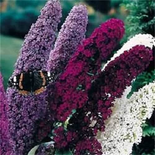 100 MIXED Colors BUTTERFLY BUSH Buddleja Davidii Flower Shrub Seeds