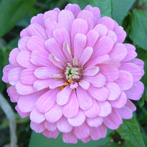 500 Mixed Colors CALIFORNIA GIANT ZINNIA Elegans Flower Seeds