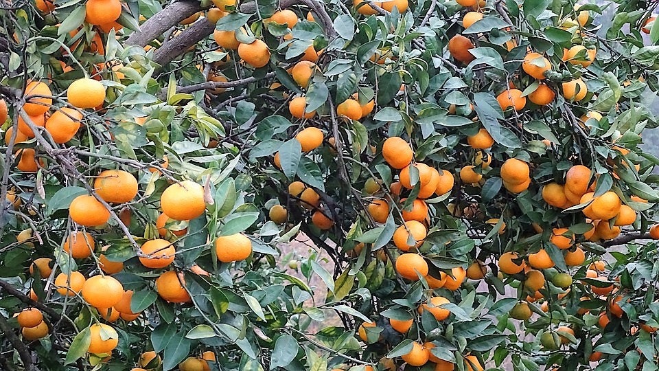 20 TANGERINE Mandrin Orange Citrus Reticulata Fruit Tree Seeds