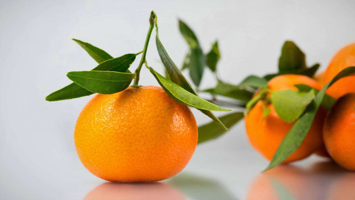 20 TANGERINE Mandrin Orange Citrus Reticulata Fruit Tree Seeds