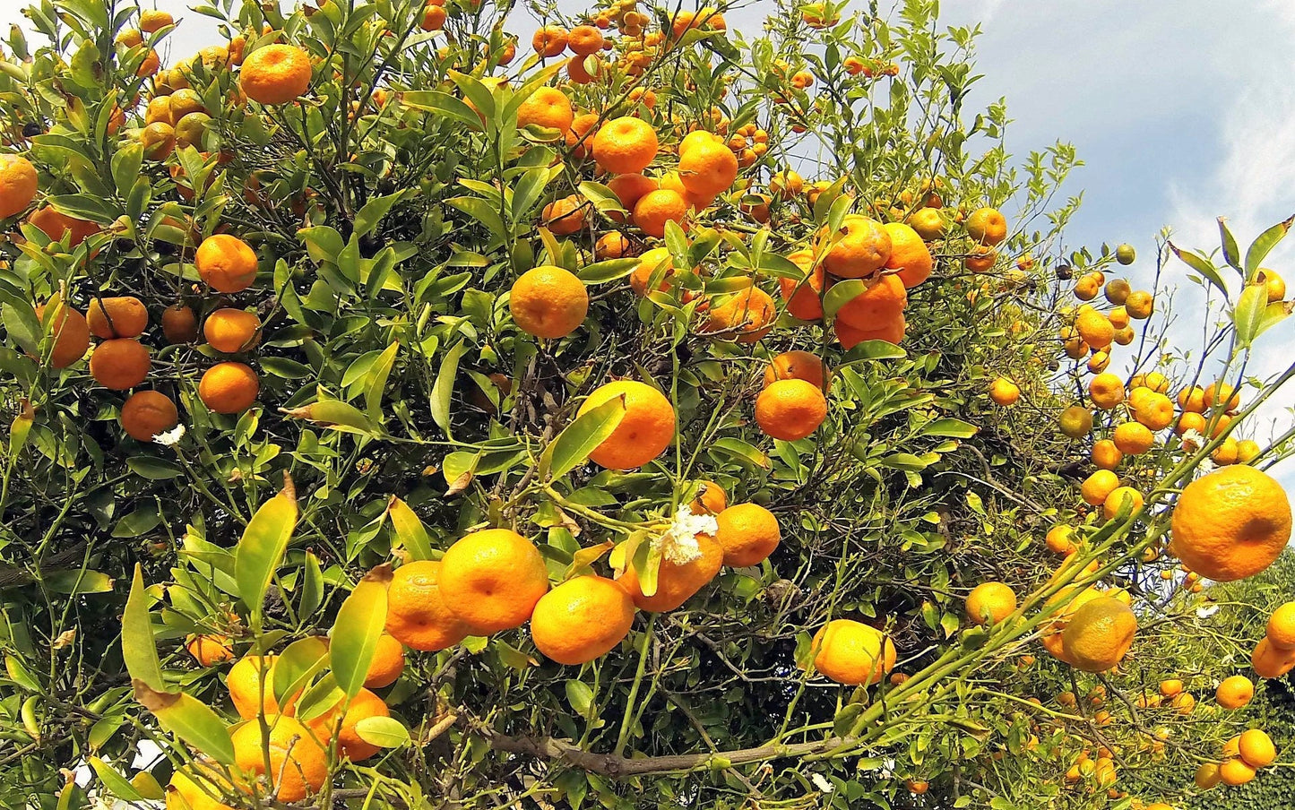 20 TANGERINE Mandrin Orange Citrus Reticulata Fruit Tree Seeds