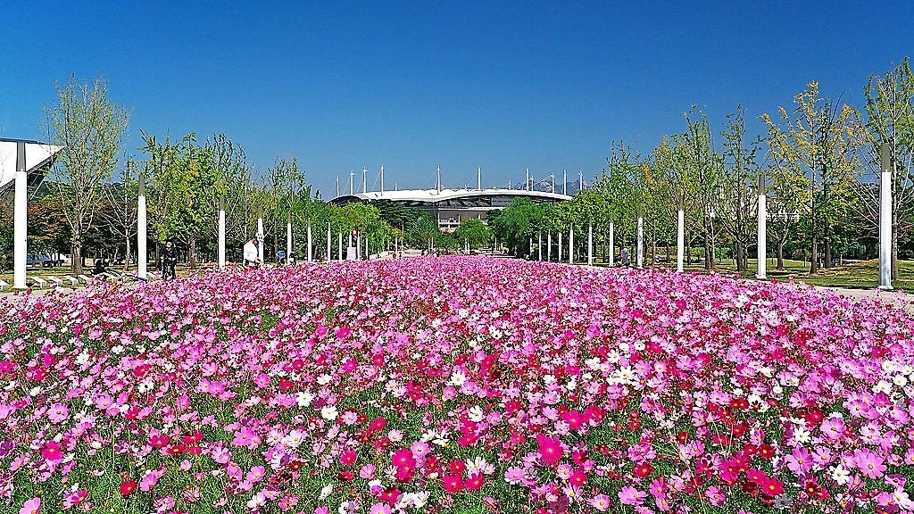 350 COSMOS SENSATION MIX Mixed Colors Cosmos Bipinnatus Flower Seeds