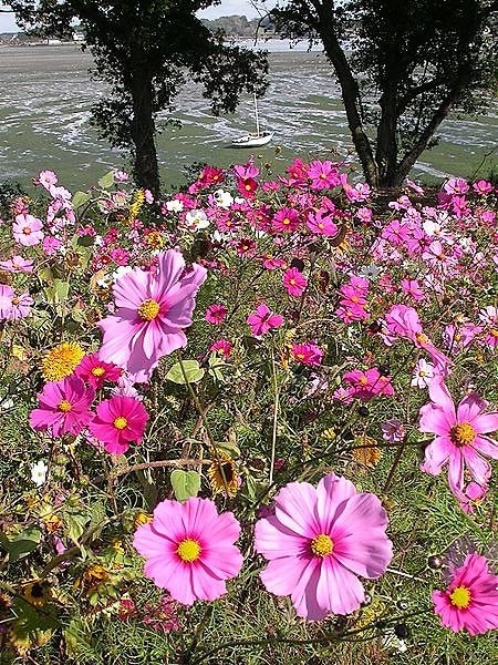 350 COSMOS SENSATION MIX Mixed Colors Cosmos Bipinnatus Flower Seeds