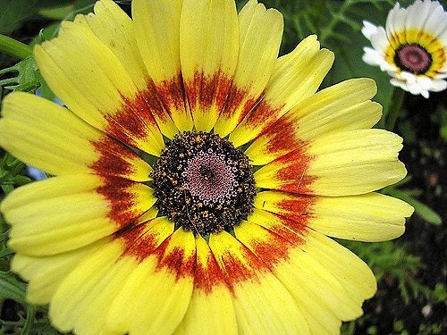 250 TRICOLOR PAINTED DAISY (Pyrenthrum Daisy) Chrysanthemum Carinatum Flower Seeds
