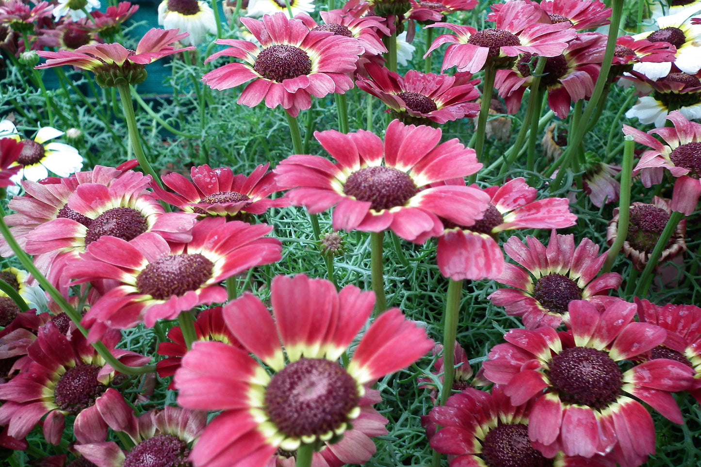 250 TRICOLOR PAINTED DAISY (Pyrenthrum Daisy) Chrysanthemum Carinatum Flower Seeds