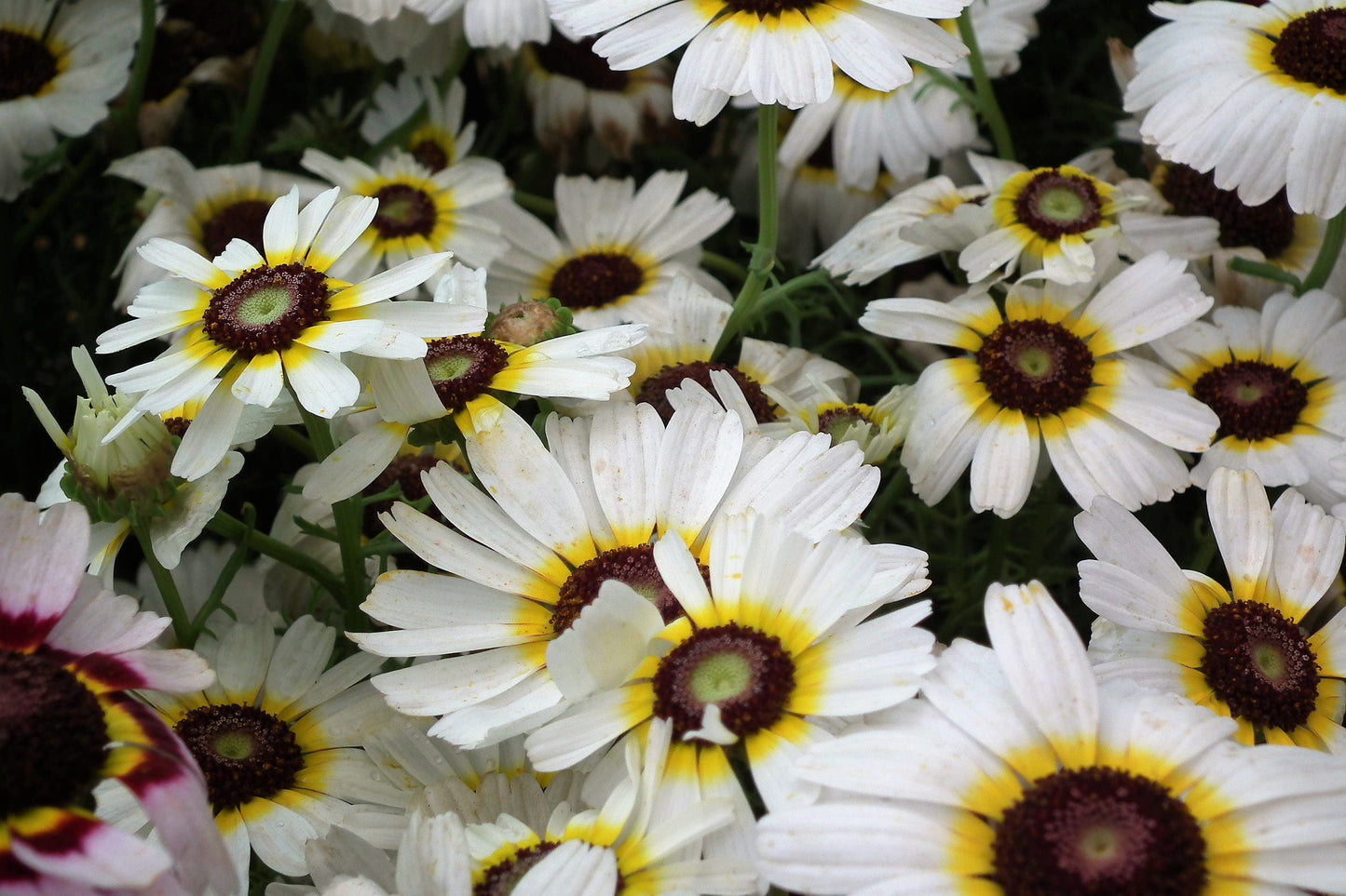 250 TRICOLOR PAINTED DAISY (Pyrenthrum Daisy) Chrysanthemum Carinatum Flower Seeds