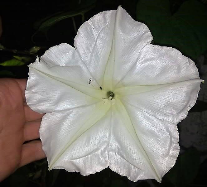 50 MOONFLOWER MORNING GLORY White Moon Flower Ipomoea Alba Flower Vine Seeds