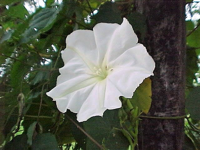 50 MOONFLOWER MORNING GLORY White Moon Flower Ipomoea Alba Flower Vine Seeds