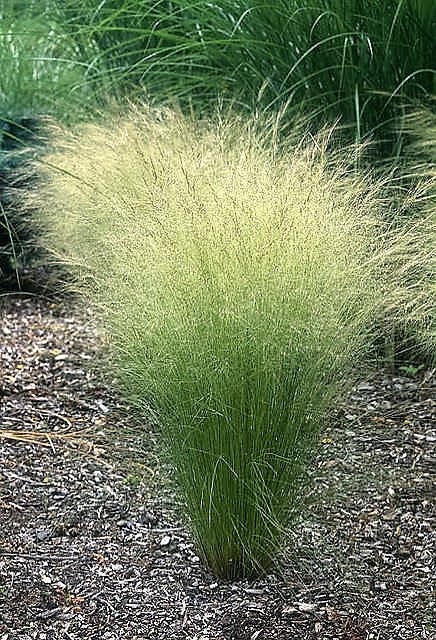 25 MEXICAN FEATHER GRASS Pony Tails Ornamental Stipa Tenuissima Seeds Wind Whisp