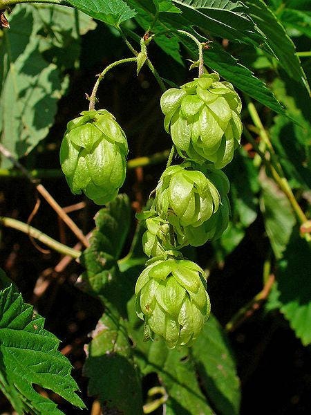 25 COMMON HOPS European Humulus Lupulus Vine Seeds Beer Making Ingredient Seeds
