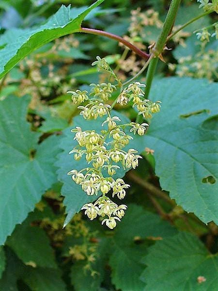 25 COMMON HOPS European Humulus Lupulus Vine Seeds Beer Making Ingredient Seeds