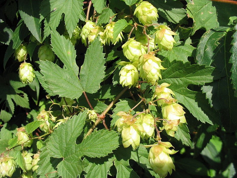 25 COMMON HOPS European Humulus Lupulus Vine Seeds Beer Making Ingredient Seeds