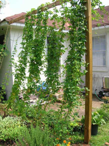 25 COMMON HOPS European Humulus Lupulus Vine Seeds Beer Making Ingredient Seeds