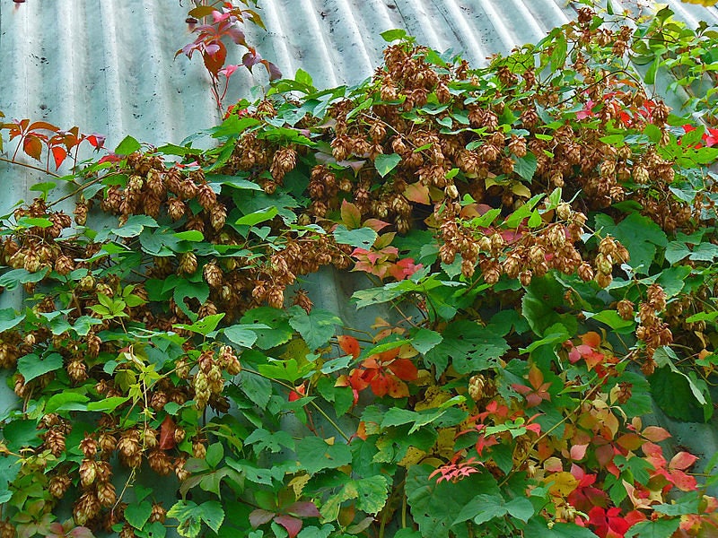 25 COMMON HOPS European Humulus Lupulus Vine Seeds Beer Making Ingredient Seeds