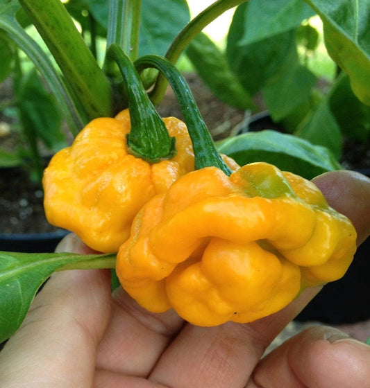 40 Yellow SCOTCH BONNET PEPPER very hot Jamaican Capsicum Annuum Vegetable Seeds