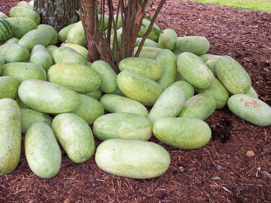 50 CHARLESTON GRAY WATERMELON Citrullus Lanatus Red Fruit Melon Seeds