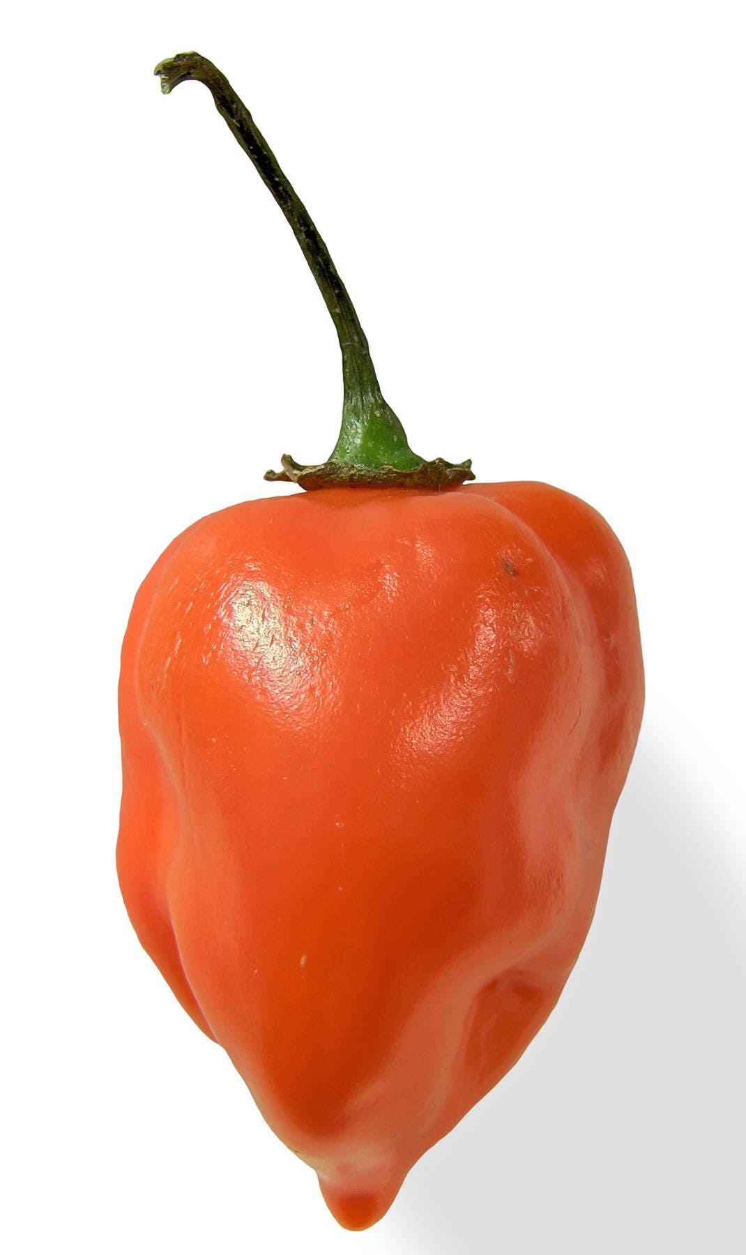 50 Mixed HOT HABANERO PEPPER Red Orange White Brown Mix Capsicum Chinense Seeds