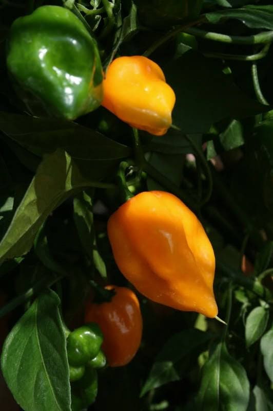 50 Mixed HOT HABANERO PEPPER Red Orange White Brown Mix Capsicum Chinense Seeds