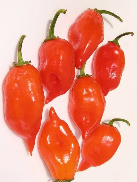 50 Mixed HOT HABANERO PEPPER Red Orange White Brown Mix Capsicum Chinense Seeds