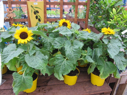 30 INCREDIBLE DWARF SUNFLOWER Helianthus Annuus Flower Seeds