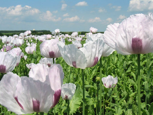 350 TASMANIAN Purple & White POPPY Papaver Somniferum Flower Seeds