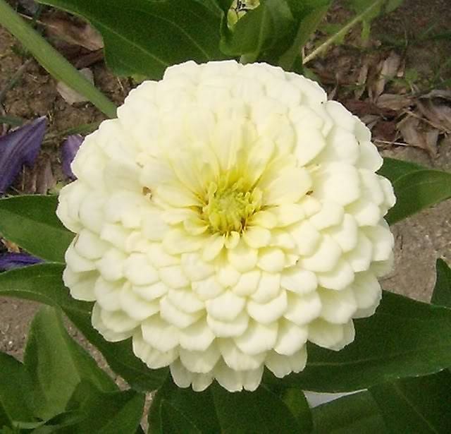 500 Mixed Colors CALIFORNIA GIANT ZINNIA Elegans Flower Seeds