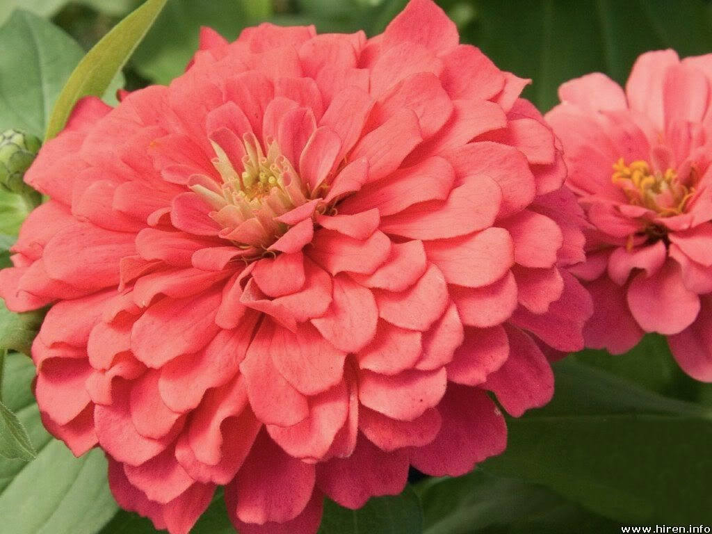 500 Mixed Colors CALIFORNIA GIANT ZINNIA Elegans Flower Seeds
