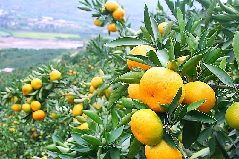 20 TANGERINE Mandrin Orange Citrus Reticulata Fruit Tree Seeds