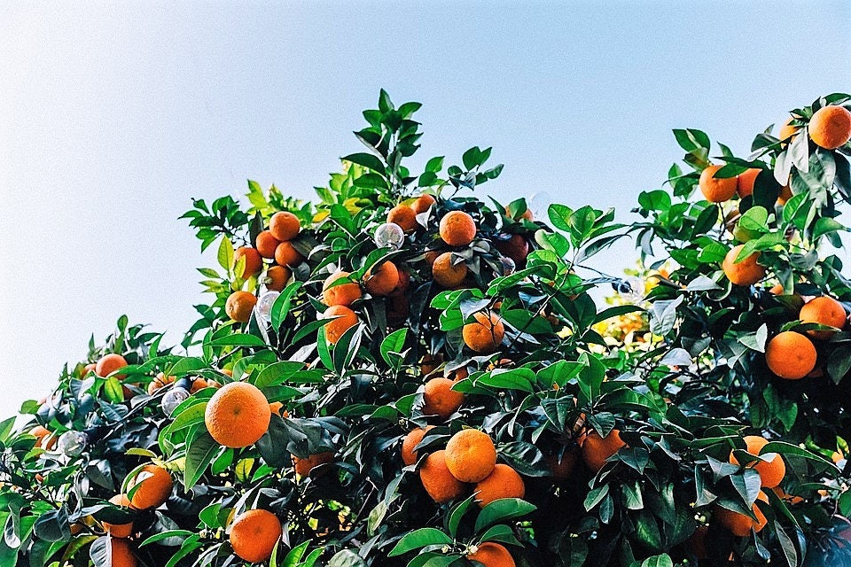20 TANGERINE Mandrin Orange Citrus Reticulata Fruit Tree Seeds