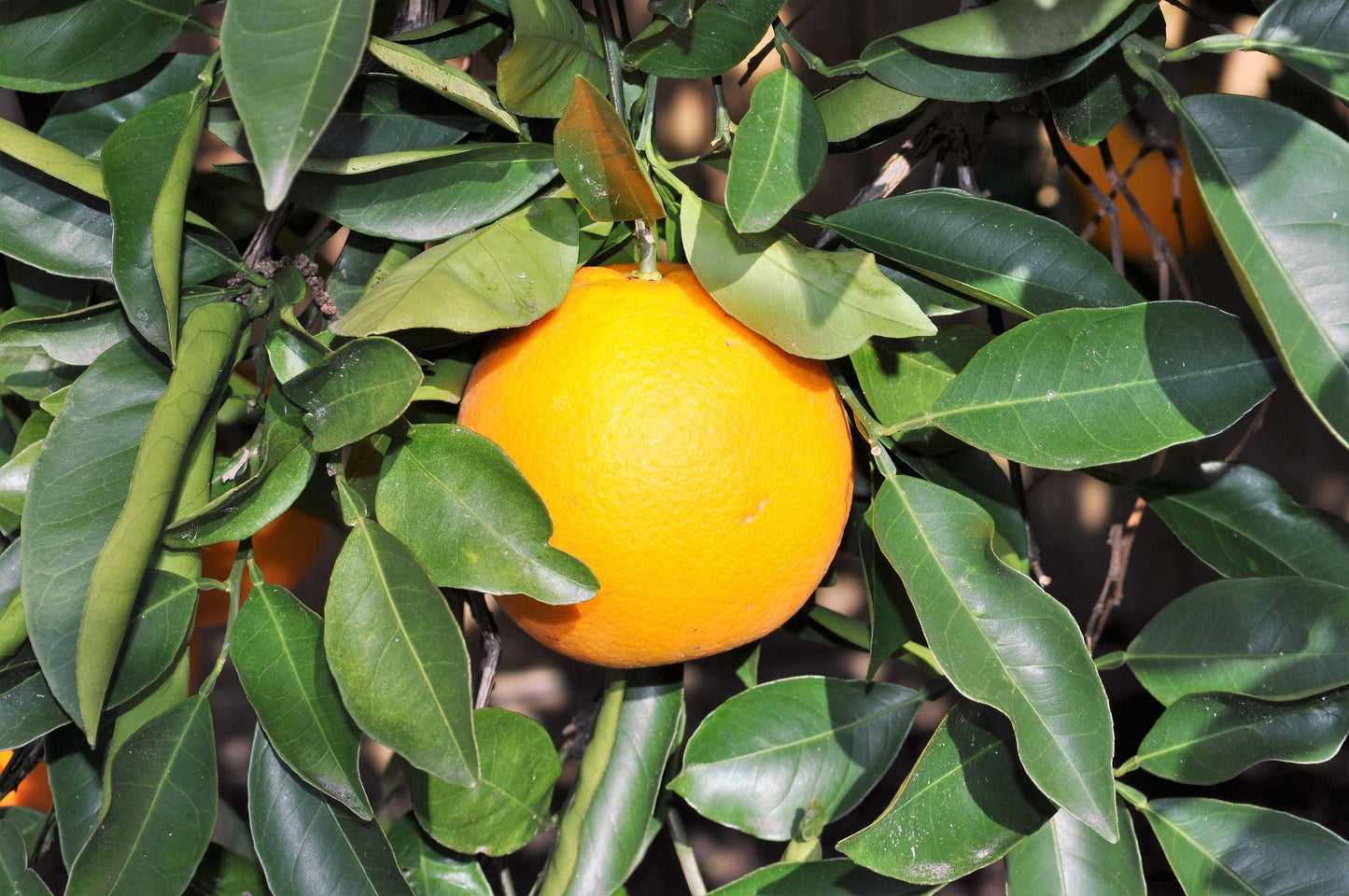 20 TANGERINE Mandrin Orange Citrus Reticulata Fruit Tree Seeds