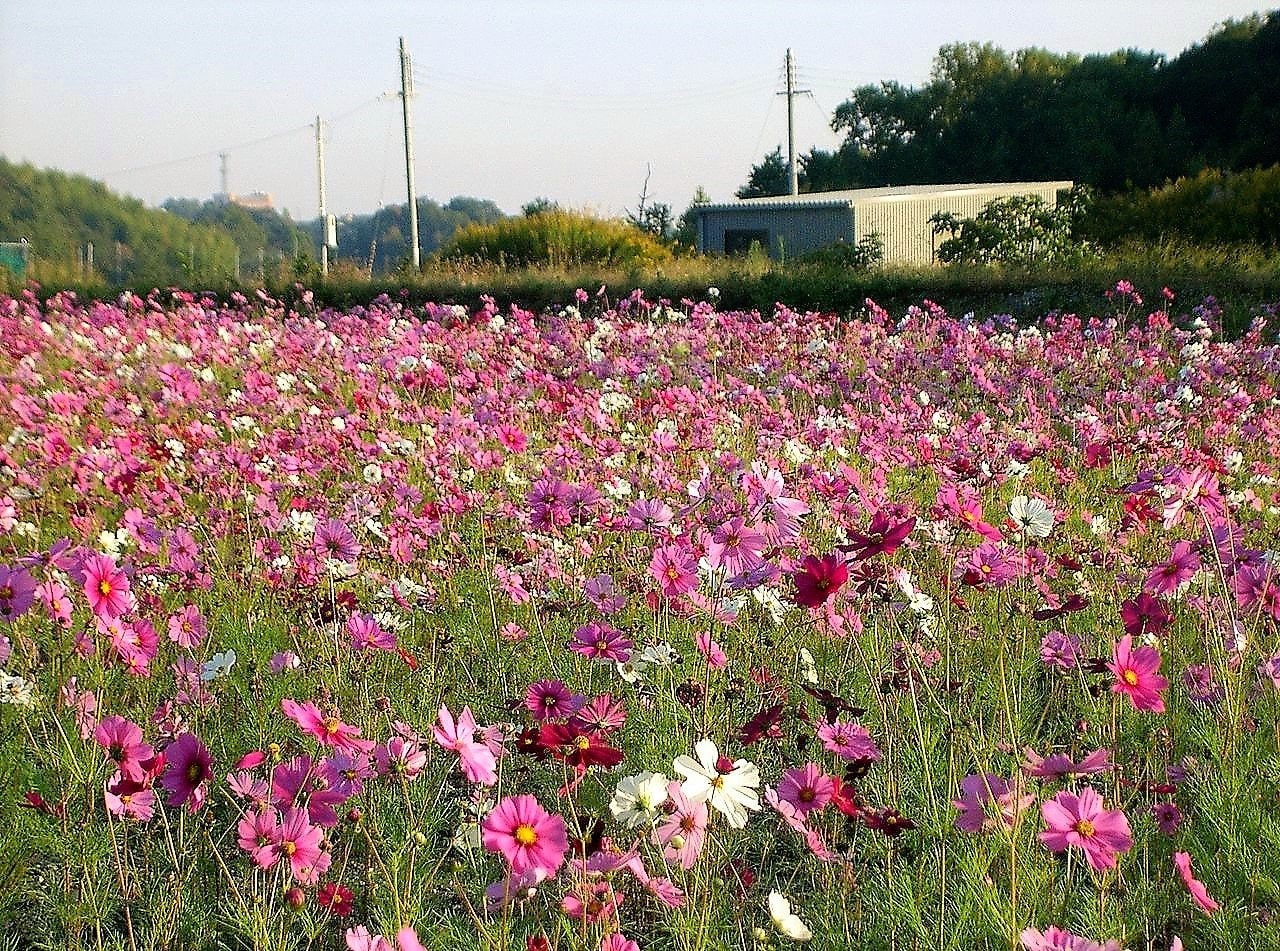 350 COSMOS SENSATION MIX Mixed Colors Cosmos Bipinnatus Flower Seeds